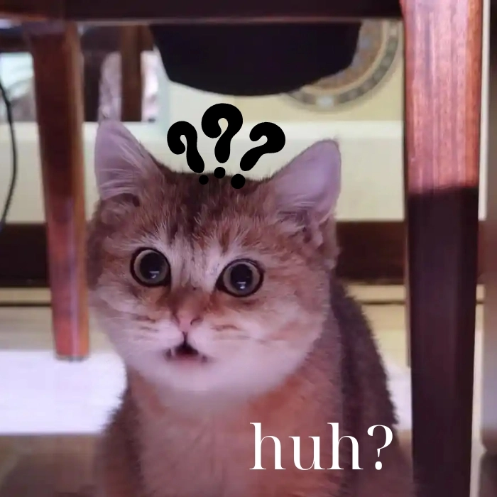 Ảnh meme mèo chấm hỏi cực đỉnh