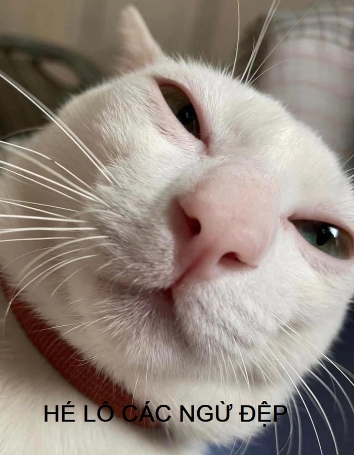 Ảnh meme mèo chào buổi sáng