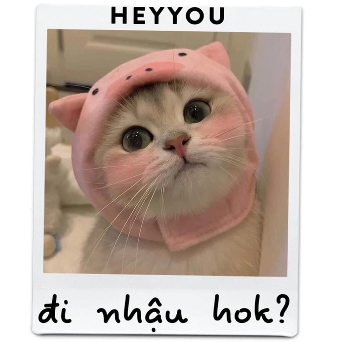 Ảnh meme mèo chào cute
