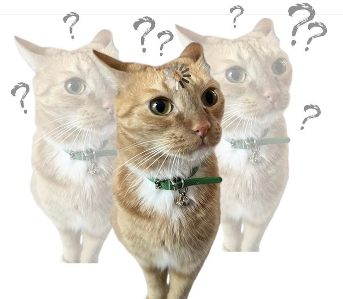 Ảnh meme mèo cute dễ thương