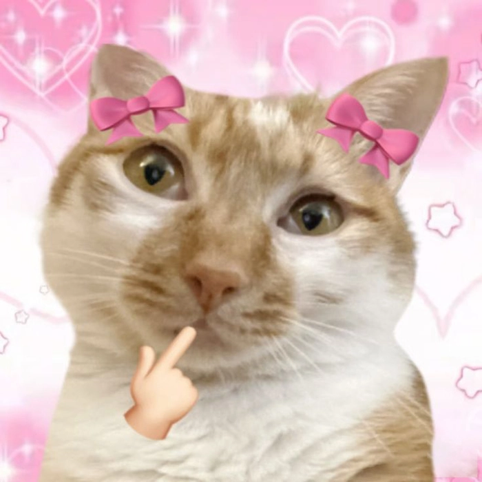 Ảnh meme mèo cute hài hước