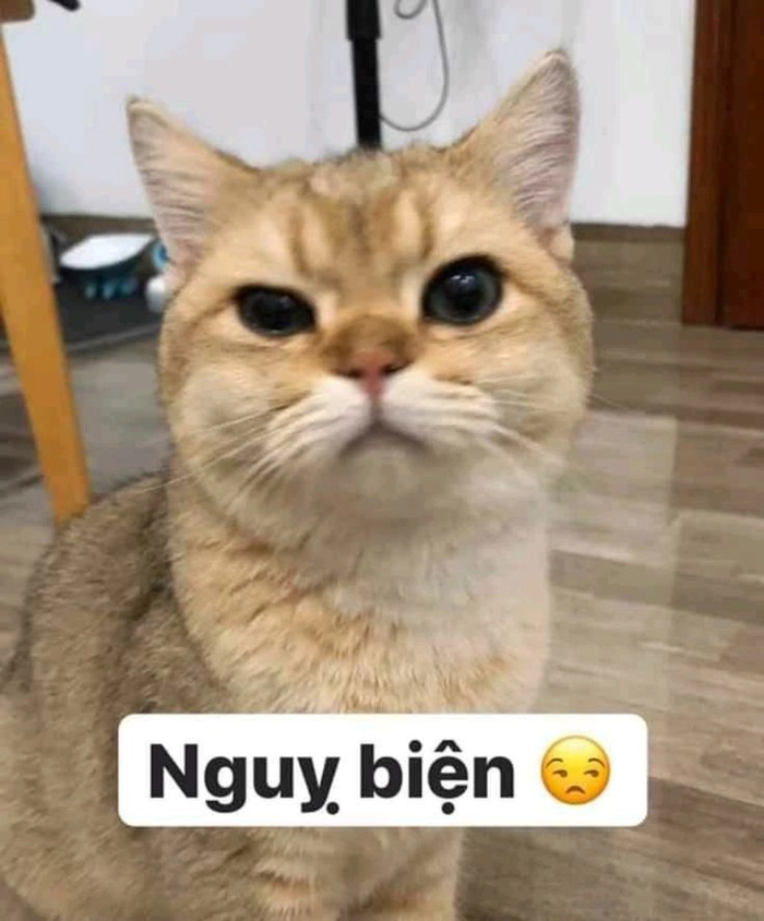 Ảnh meme mèo cute hồn nhiên