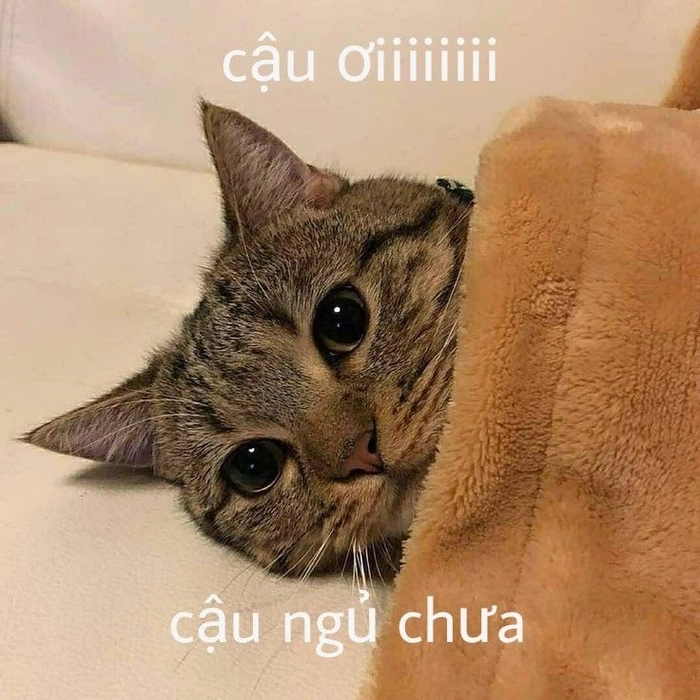 Ảnh meme mèo cute meme vui