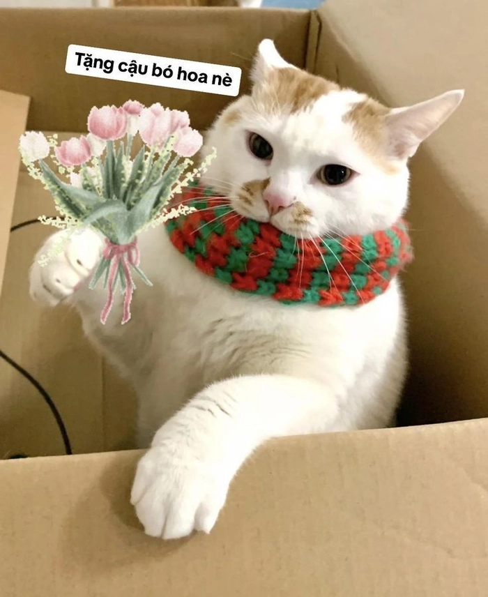 Ảnh meme mèo cute ngây thơ