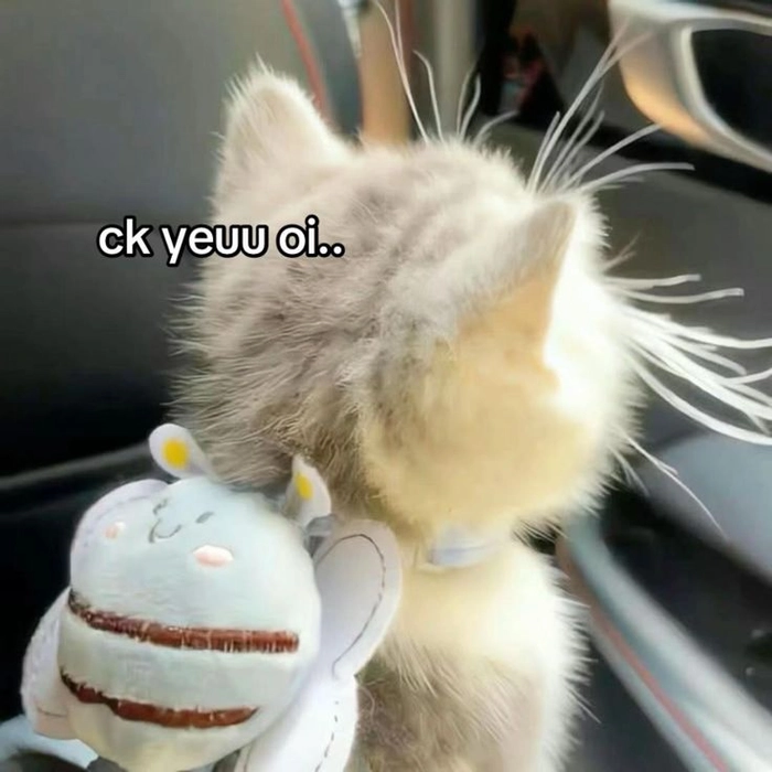 Ảnh meme mèo cute nhìn yêu