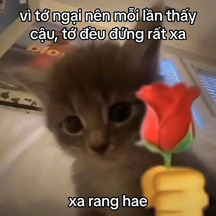 Ảnh meme mèo đi tặng hoa