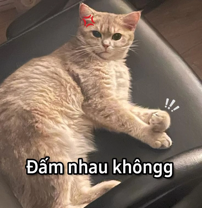 Ảnh meme mèo dỗi siêu cưng