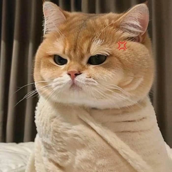 Ảnh meme mèo giận mặt cau có
