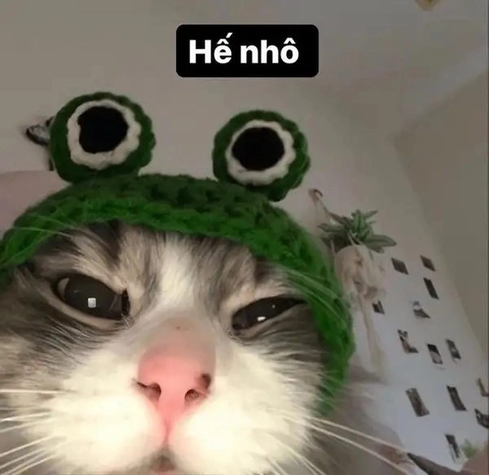 Ảnh meme mèo hello dễ thương