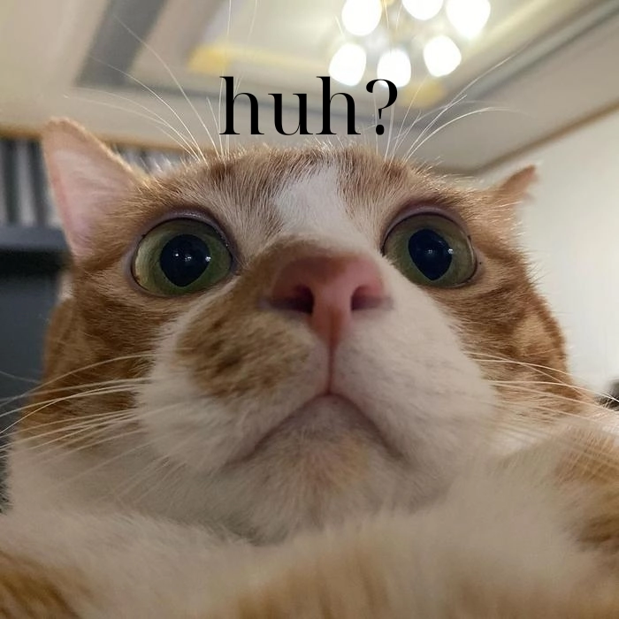 Ảnh meme mèo hỏi chấm dễ thương