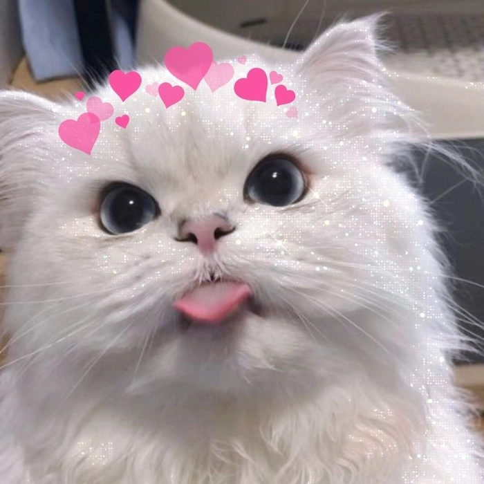 Ảnh meme mèo lè lưỡi bá đạo
