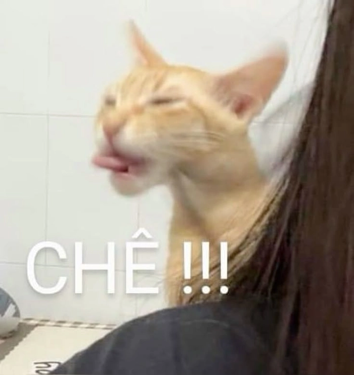 Ảnh meme mèo lè lưỡi lầy lội