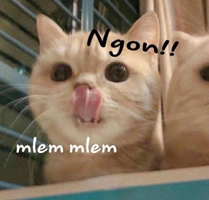 Ảnh meme mèo lè lưỡi vui nhộn