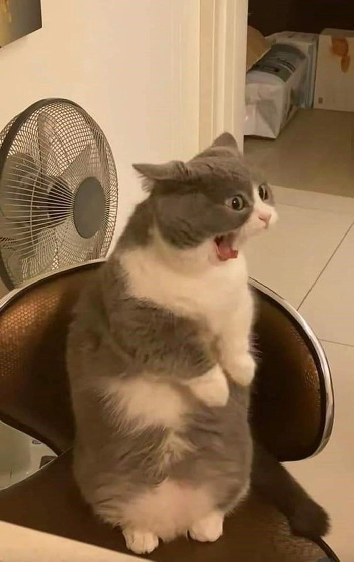 Ảnh meme mèo ngạc nhiên chất lừ