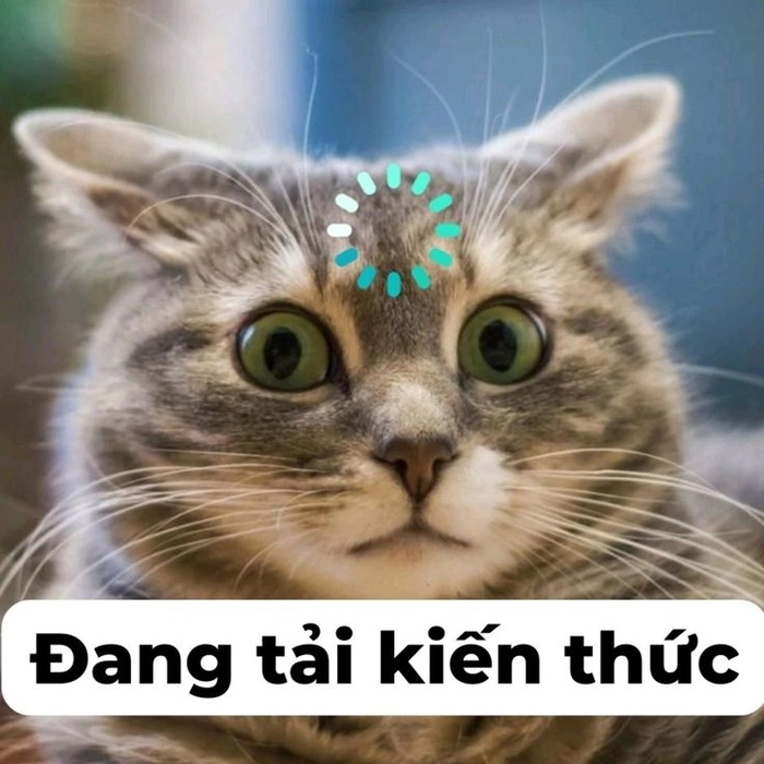 Ảnh meme mèo ngạc nhiên khó đỡ