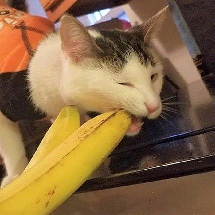 Ảnh meme mèo ngậm chuối dễ thương