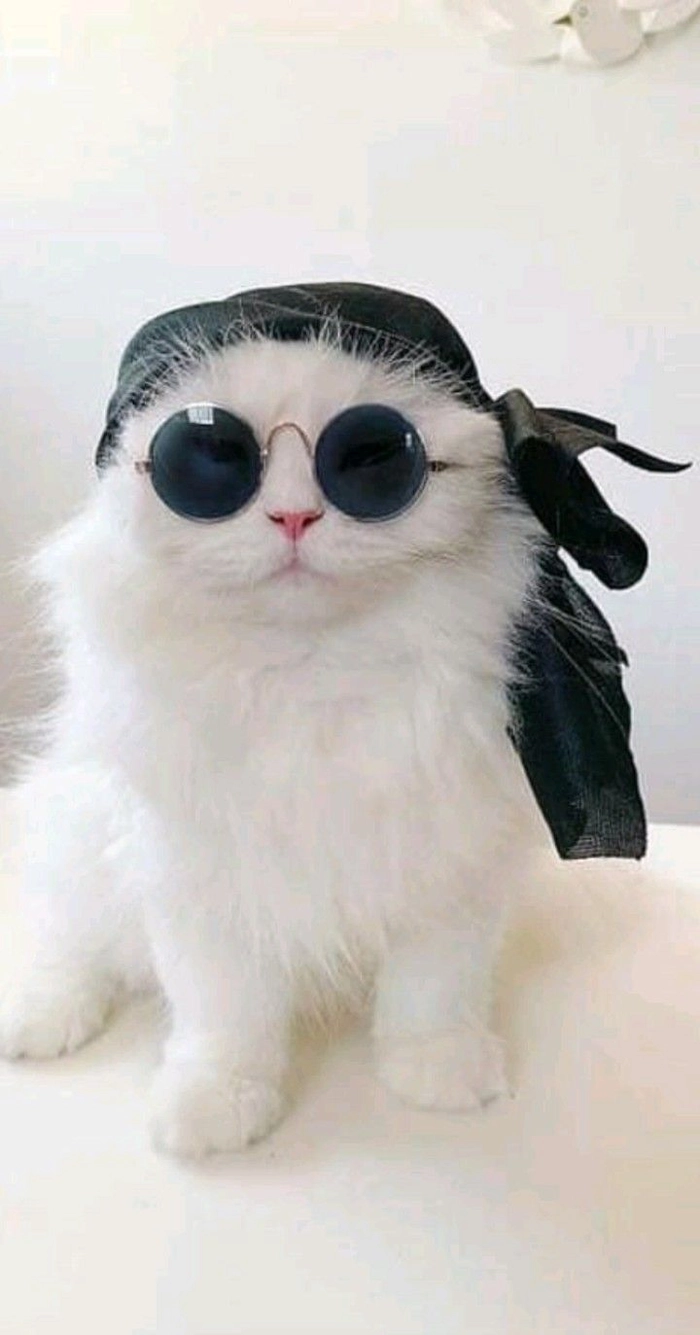 Ảnh meme mèo ngầu ăn mặc chất