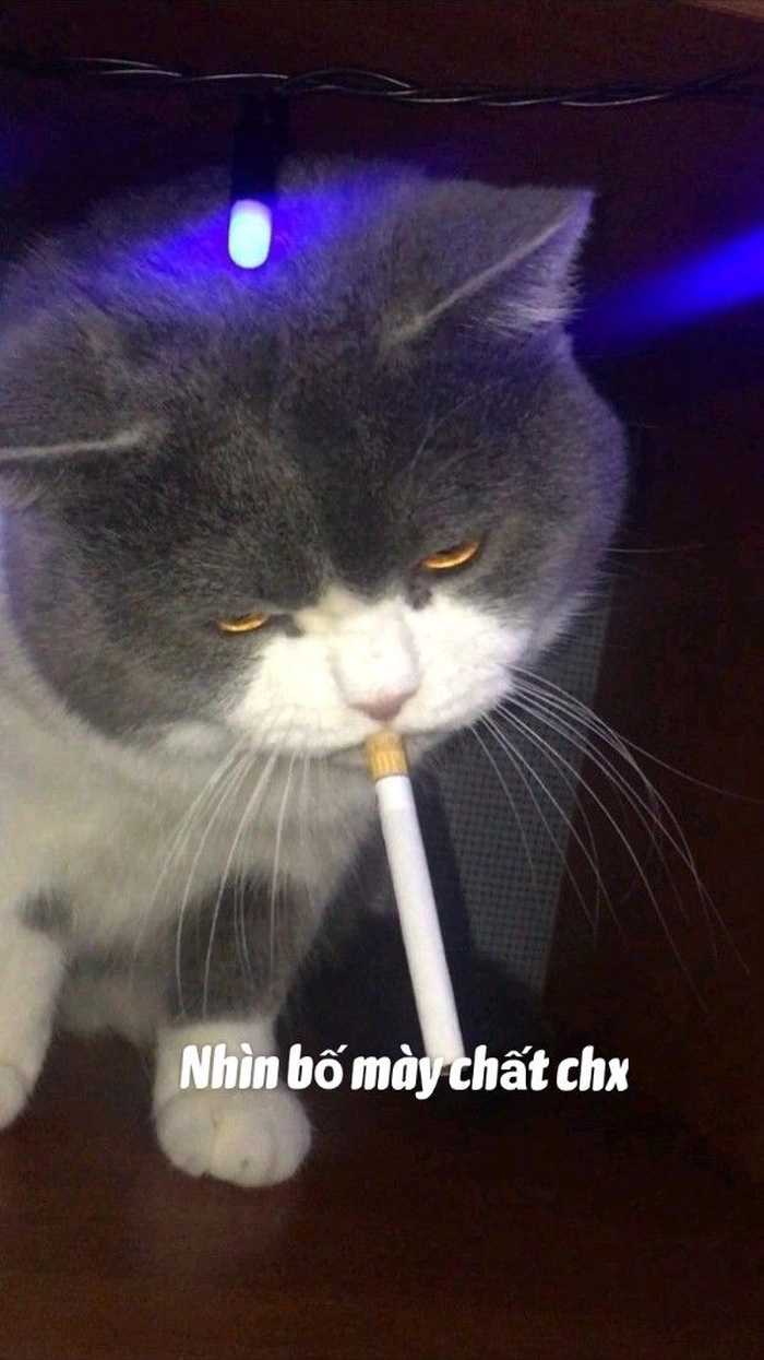 Ảnh meme mèo ngầu bá đạo