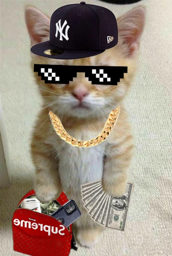 Ảnh meme mèo ngầu băng nhóm