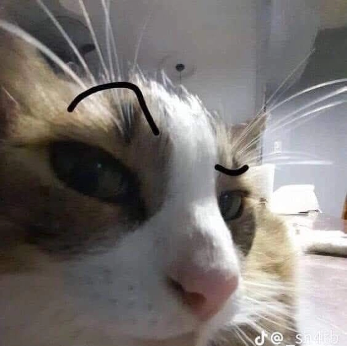 Ảnh meme mèo nhếch lông mày chất lừ