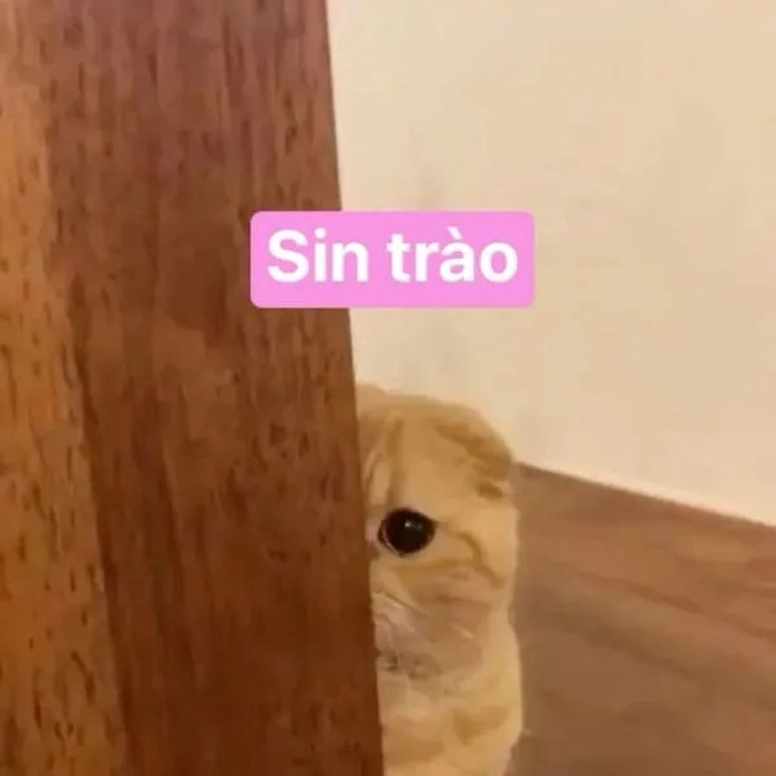 Ảnh meme mèo xin chào đáng yêu