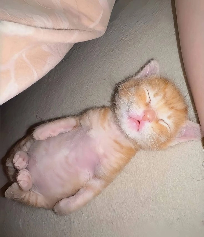 Ảnh meme mèo xỉu nhìn là cười