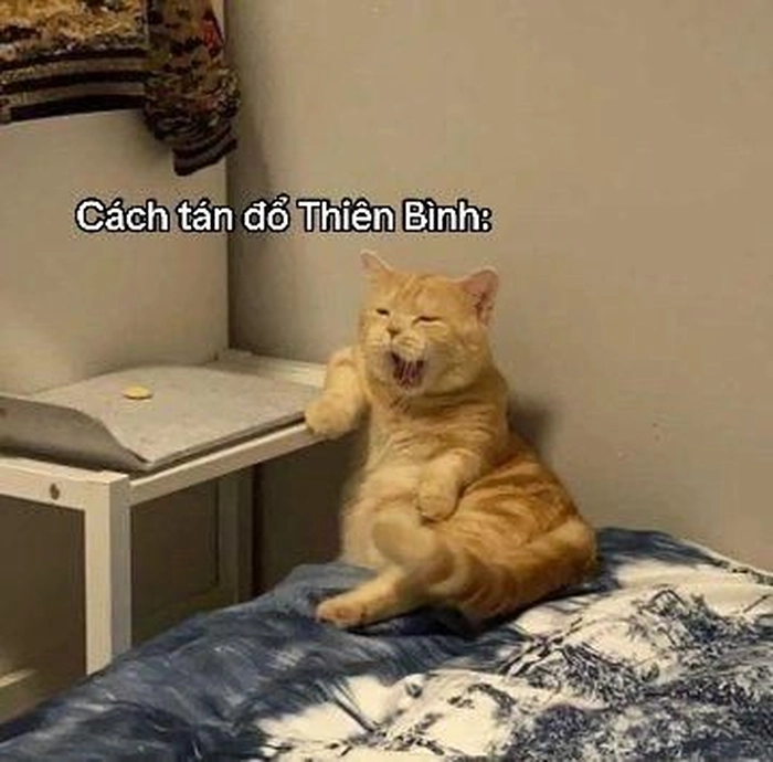 Ảnh mèo cam meme bá đạo