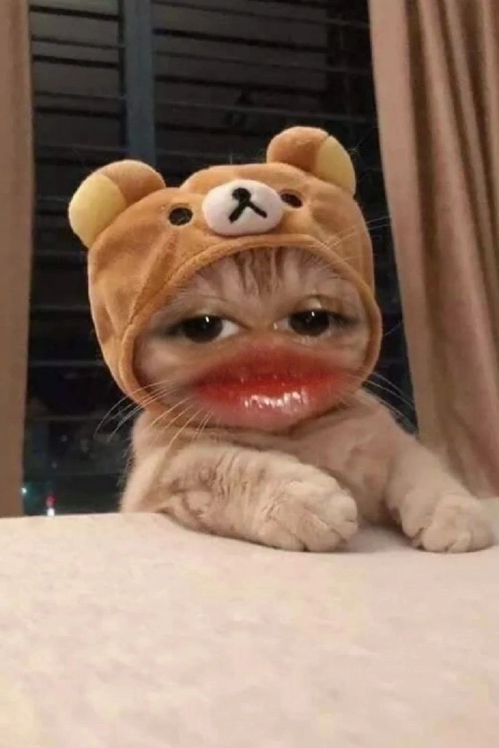Ảnh mèo cam meme biểu cảm lầy