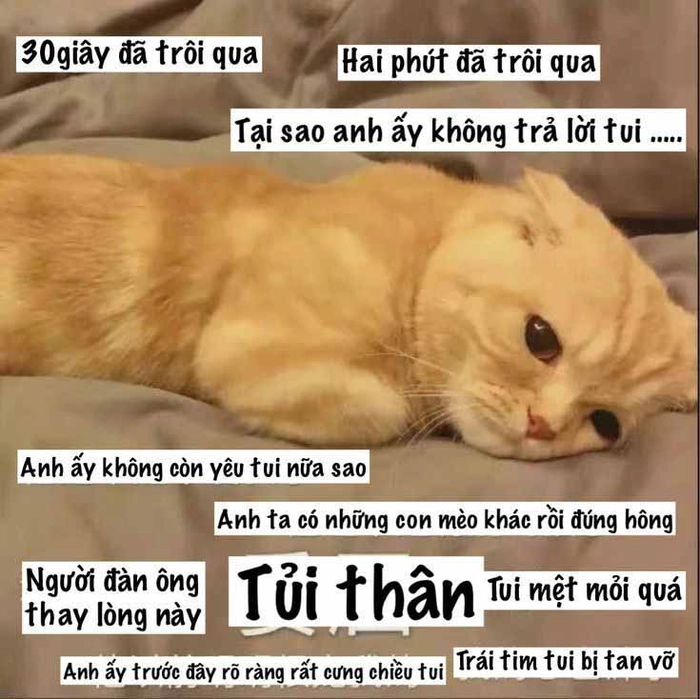 Ảnh mèo cam meme cực chất