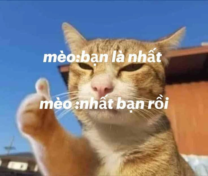 Ảnh mèo cam meme cục súc