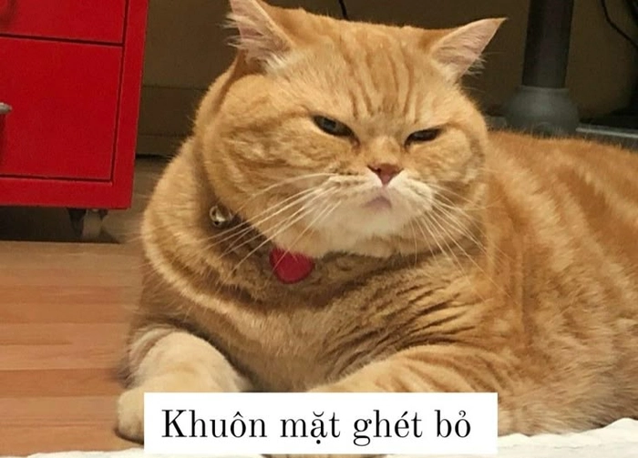 Ảnh mèo cam meme cười xỉu