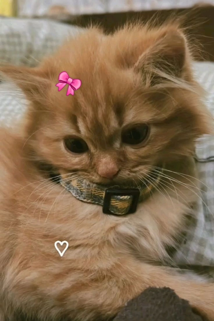 Ảnh mèo cam meme dễ thương