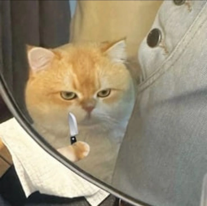 Ảnh mèo cam meme hài bựa