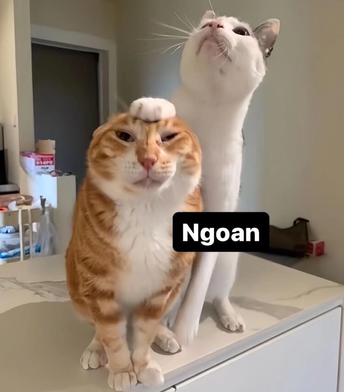 Ảnh mèo cam meme hài hước