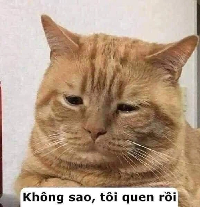Ảnh mèo cam meme khó đỡ