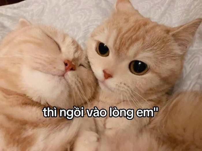 Ảnh mèo cam meme meme hot