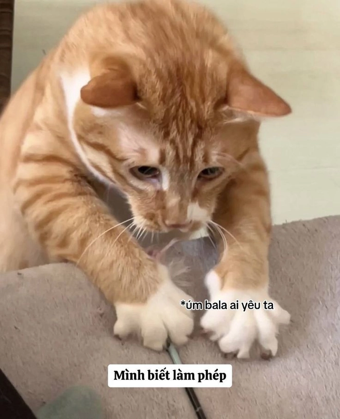 Ảnh mèo cam meme ngáo ngơ