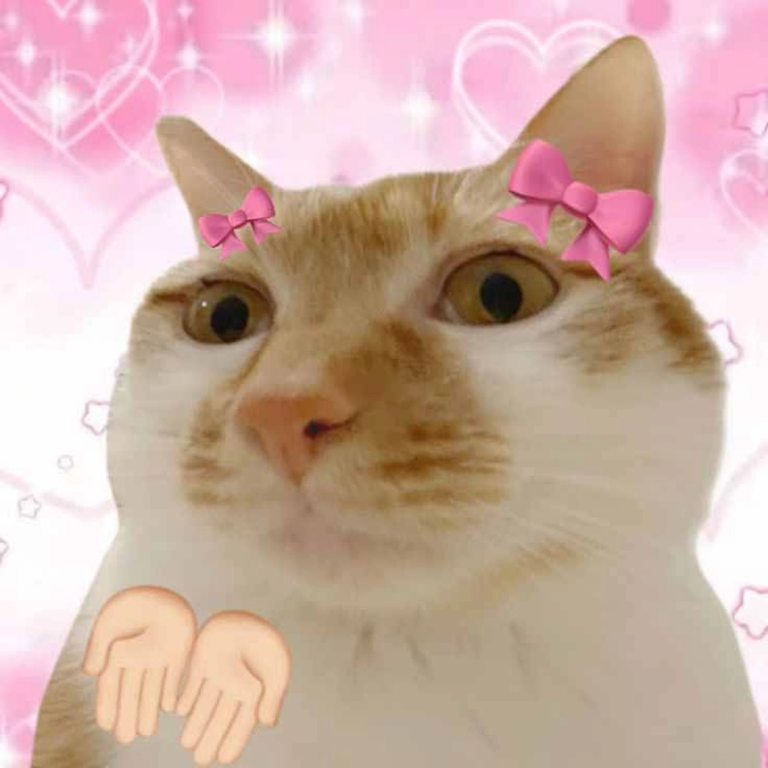 Ảnh mèo cam meme ngầu lòi