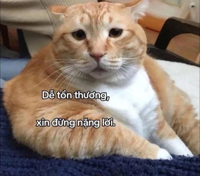 Ảnh mèo cam meme nhìn đểu