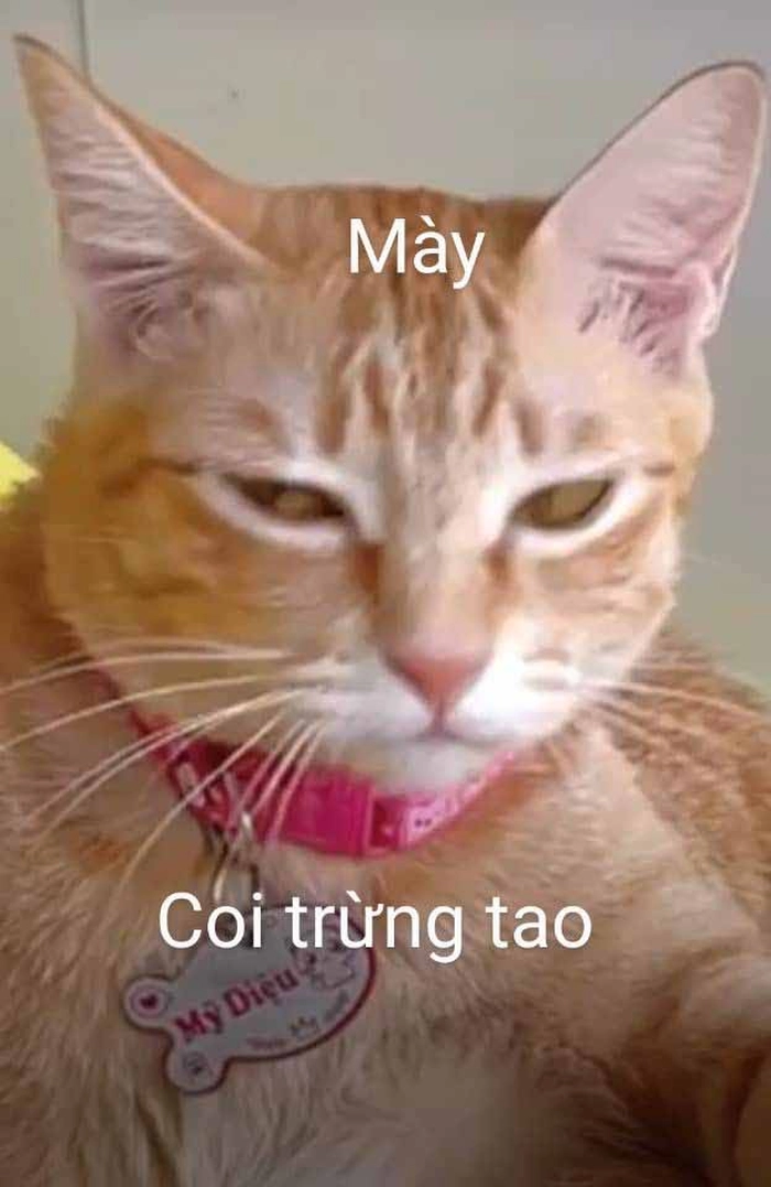 Ảnh mèo cam meme siêu hài
