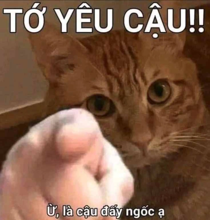 Ảnh mèo cam meme troll