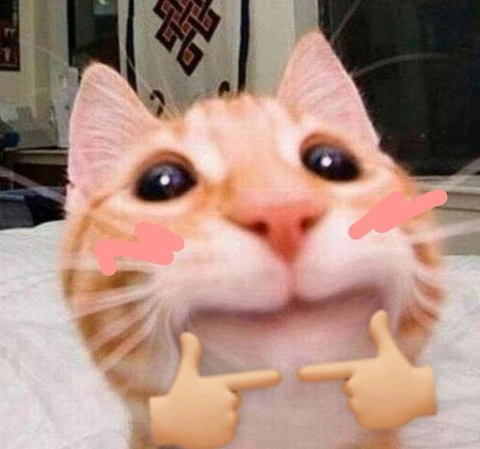 Ảnh mèo cam meme viral