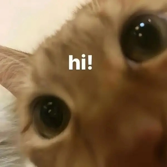 Ảnh mèo chào meme cute