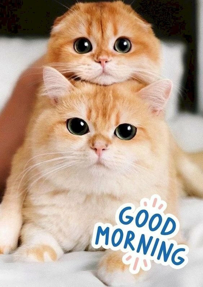 Ảnh mèo chào ngày mới meme