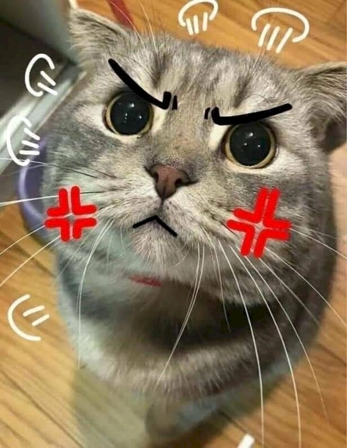 Ảnh mèo cute meme giận dỗi cực đáng yêu