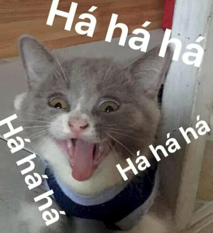 Ảnh mèo lè lưỡi chế hài