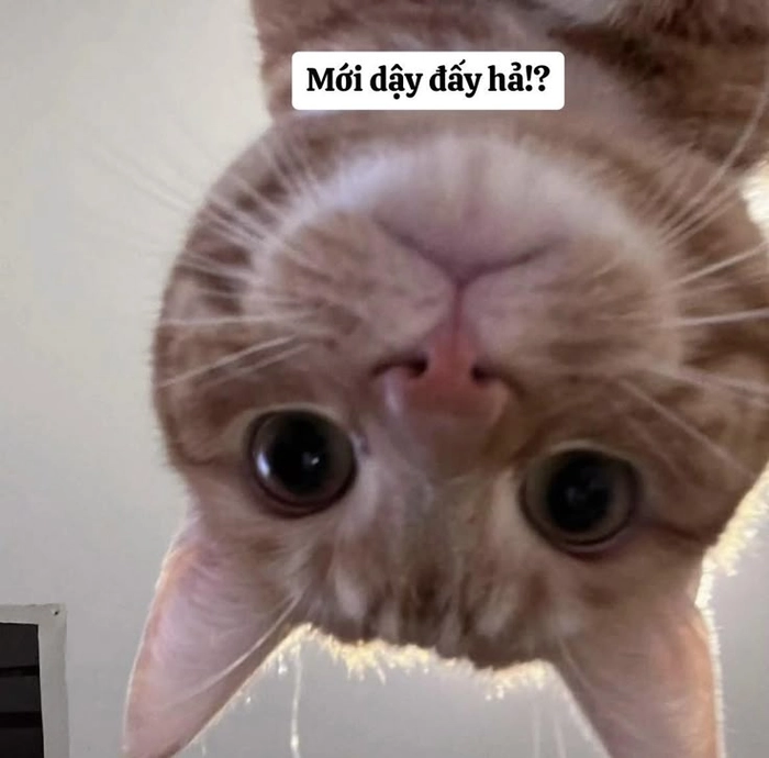 Ảnh mèo meme cute nhí nhảnh