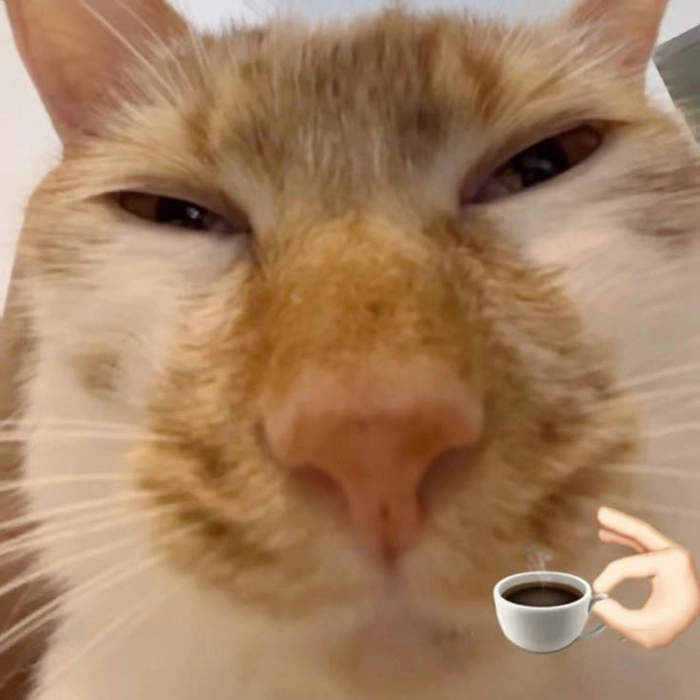 Ảnh mèo meme cute vui vẻ