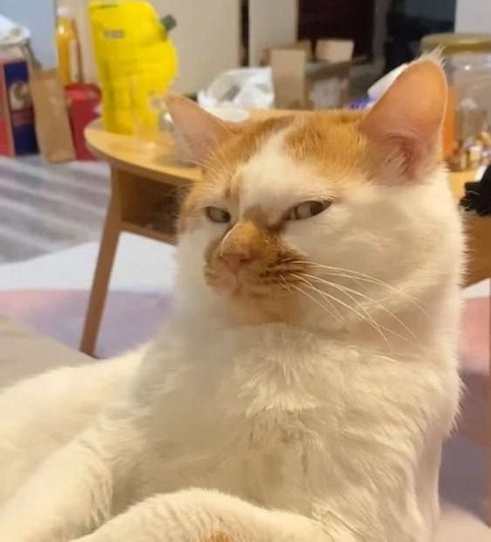 Ảnh mèo meme ngầu điềm đạm