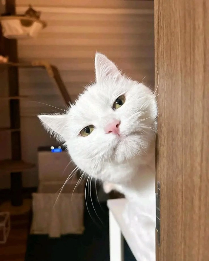 Ảnh mèo meme sad đầy suy tư